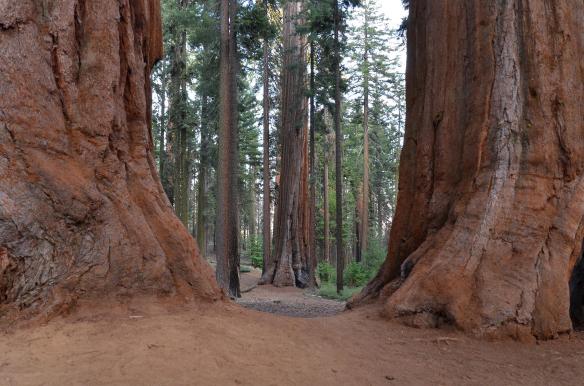 Dag-23_Sequoia